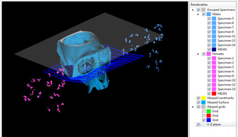 EVAN Toolbox display of a warped specimen, specimens grouped into males and females, cutting plane and grid for visualization of warp space